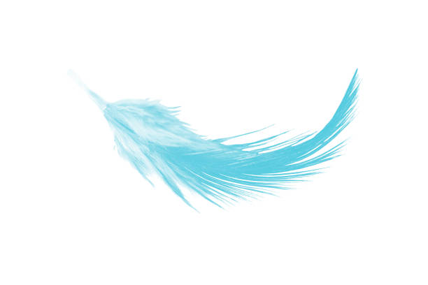 istock Beautiful feather color green turquoise isolated on white background 1436317332