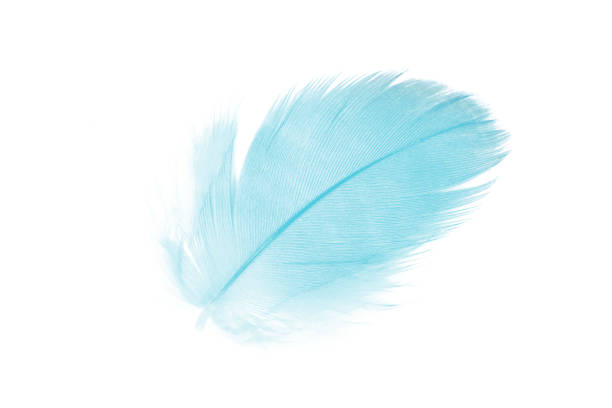 istock Beautiful feather color green turquoise isolated on white background 1436317342