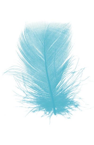 istock Beautiful feather color green turquoise isolated on white background 1436317364