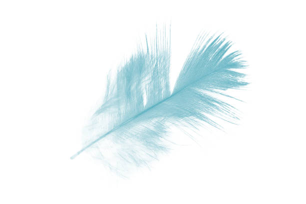 istock Beautiful feather color green turquoise isolated on white background 1436317377