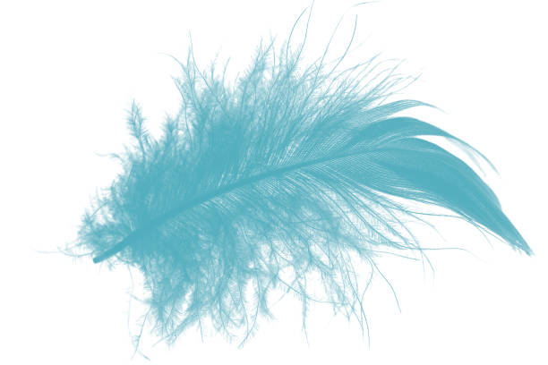 istock Beautiful feather color green turquoise isolated on white background 1436317404