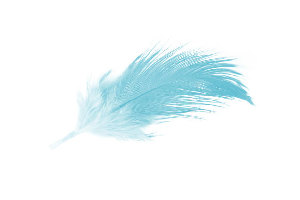 istock Beautiful feather color green turquoise isolated on white background 1436317405