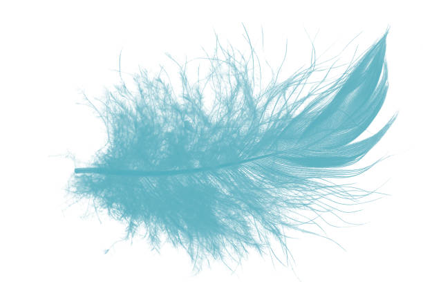 istock Beautiful feather color green turquoise isolated on white background 1436317424