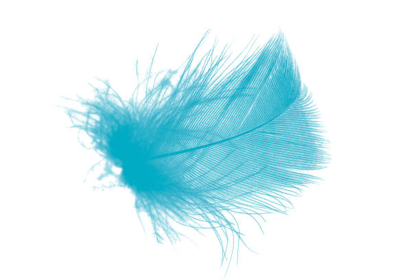 istock Beautiful feather color green turquoise isolated on white background 1436317469