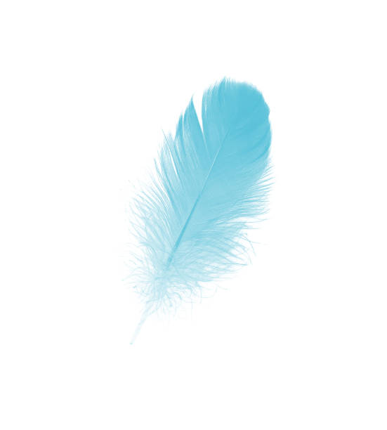 istock Beautiful feather color green turquoise isolated on white background 1436317541