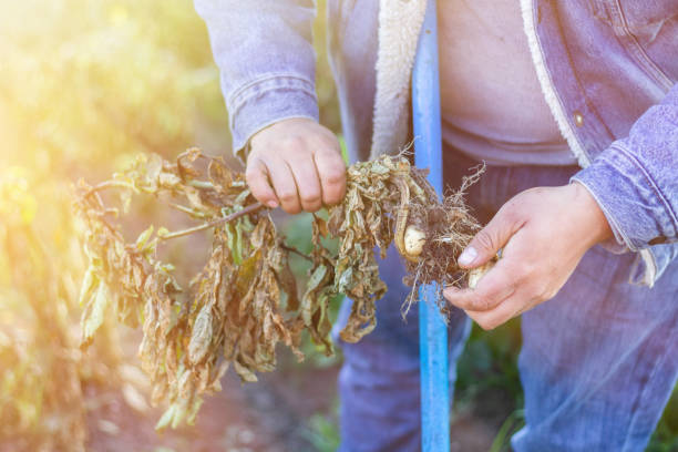 istock man collecting potato plants. harvest, agriculture 1436317549