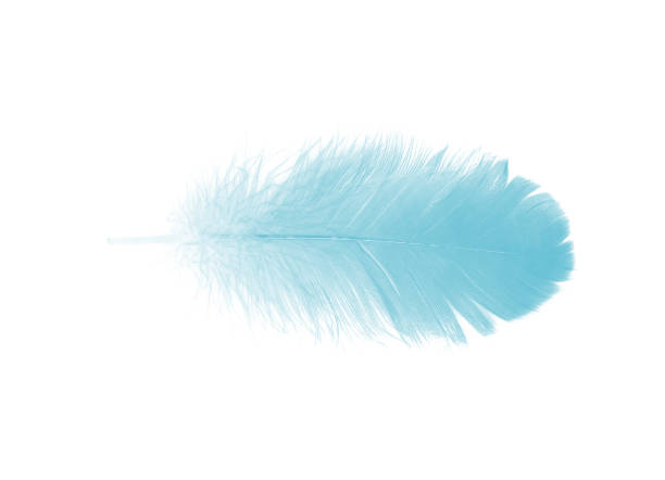 istock Beautiful feather color green turquoise isolated on white background 1436317569