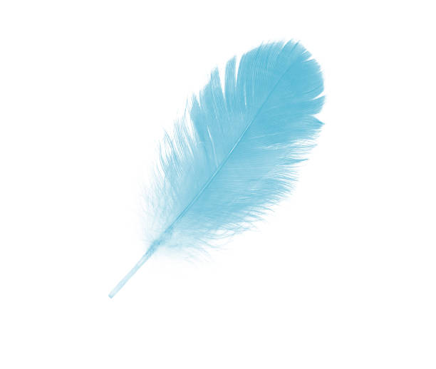 istock Beautiful feather color green turquoise isolated on white background 1436317640