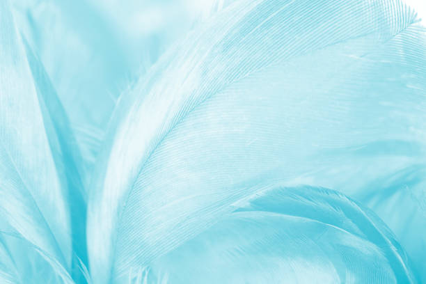 Beautiful  blue turquoise vintage color trends feather pattern texture pastel background
