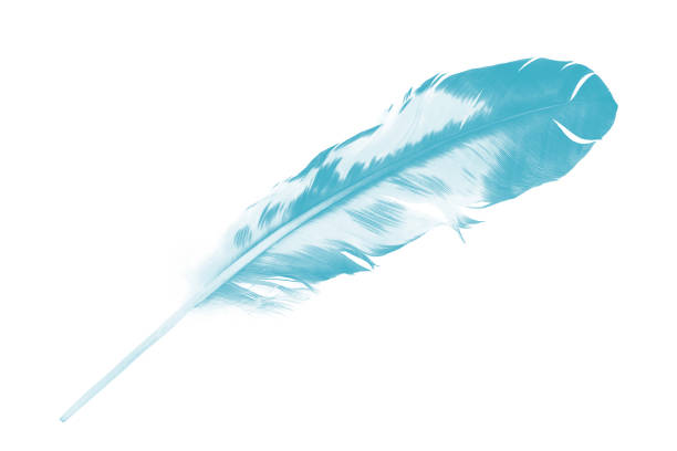 istock Beautiful feather color green turquoise isolated on white background 1436317671