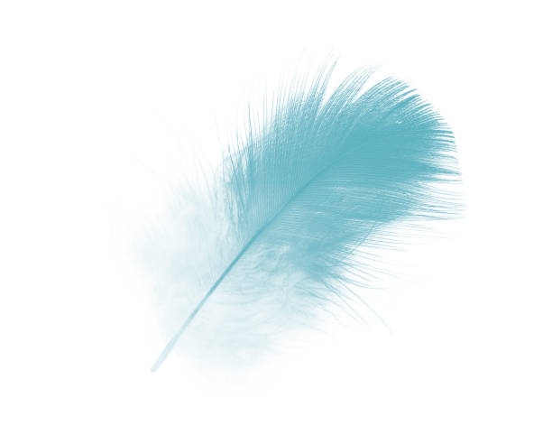 istock Beautiful feather color green turquoise isolated on white background 1436317700