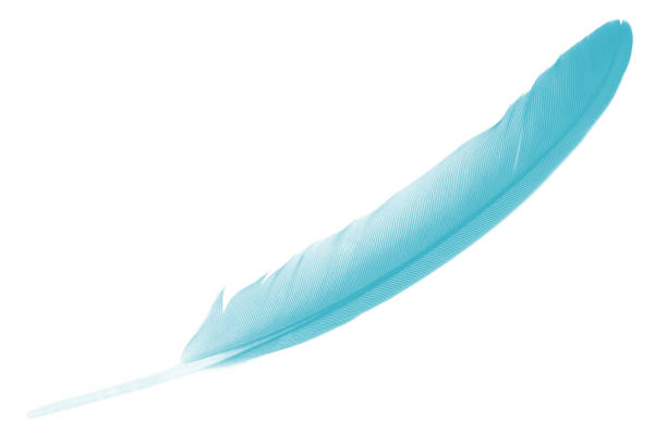 Beautiful feather color green turquoise isolated on white background