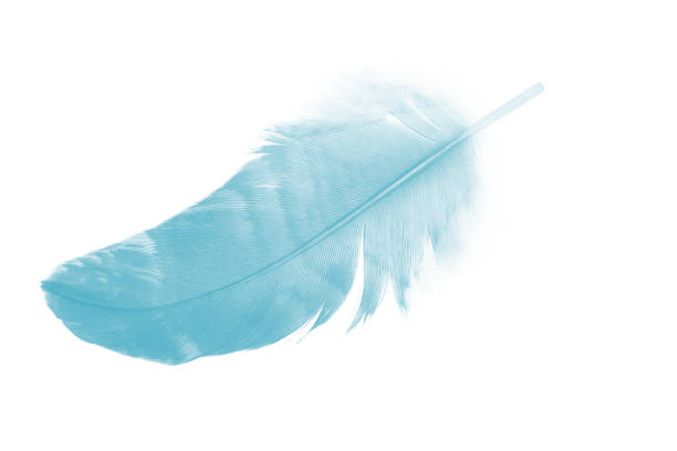 istock Beautiful feather color green turquoise isolated on white background 1436317710