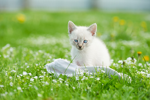A cute funny white kitten looking at the camera sits on a rag cap among the green grass outdoors. Low angle view.