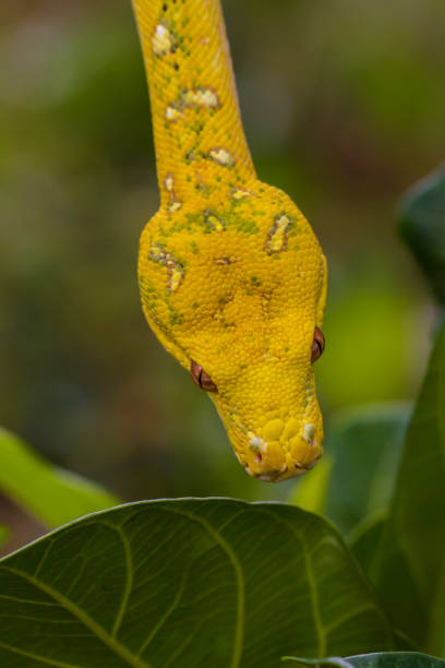 Green Tree Python Morelia viridis yellow color skin snake Green Tree Python Morelia viridis on tree branch yellow color skin snake yellow tree boa pics stock pictures, royalty-free photos & images