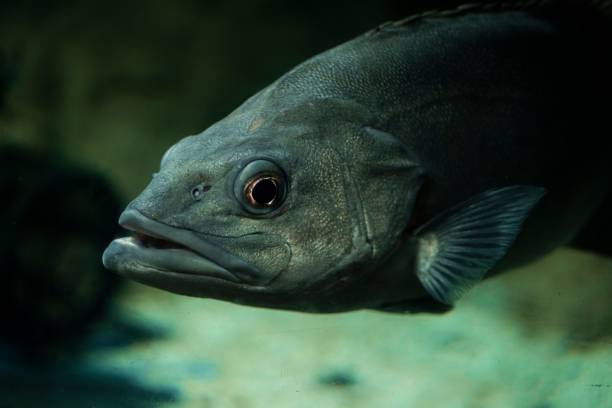 istock Closeup shot of a grey fish inside the aquarium 1436321018