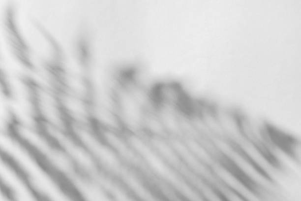 istock The shadow of the plant on a light background. 1436321020