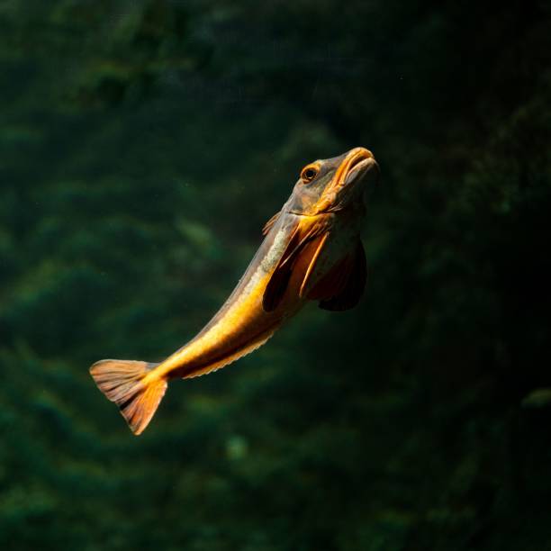 istock Black orange fish swimming underwater 1436321984