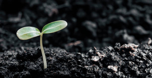 istock Green young plant sprout growing in the ground 1436323737