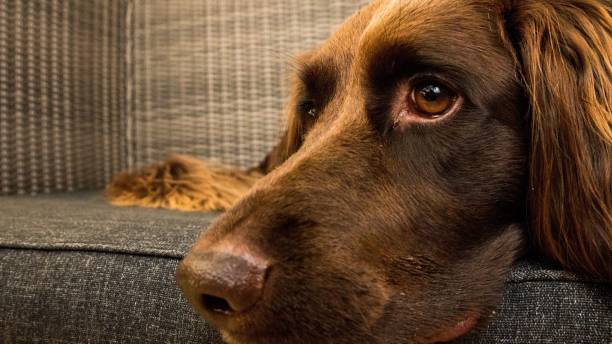istock Portrait of a German Longhaired Pointer looking aside 1436323973