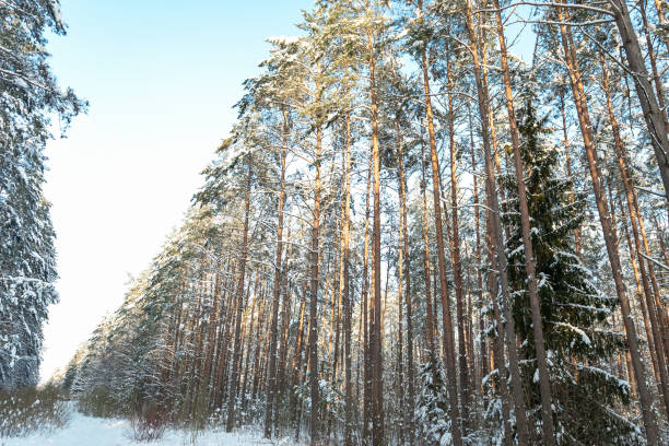 Photo of Very tall pine trees in sunlight along snowy forest road in winter time,