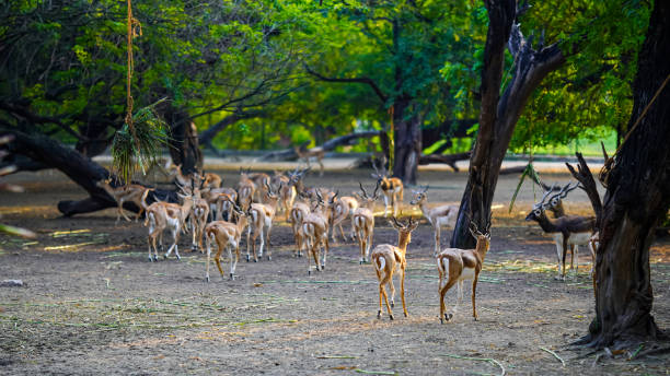 istock Selective focus deer together in the park 1436324286