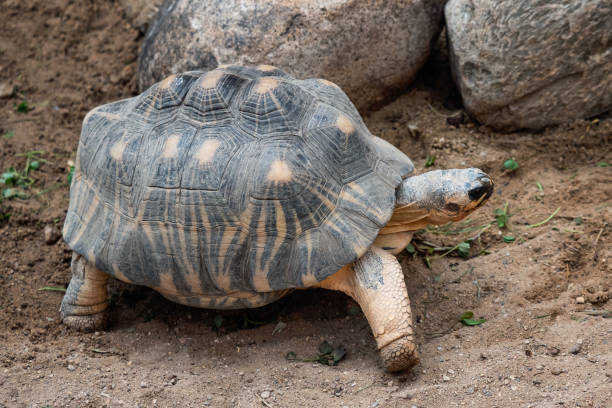 istock Radiated tortoise walking on ground, Astrochelys radiata. Critically endangered tortoise species, endemic to Madagascar. 1436326197