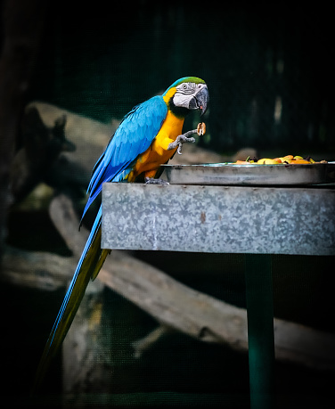 The blue-and-yellow macaw eating something