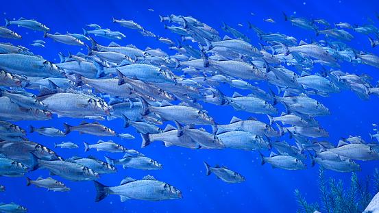 Flocks of fish swim in groups, the underwater circle is shining down. Lots of bass or tuna Swim in groups or in groups. Naturally, underwater, herds of fish are fed for food. 3D Rendering.