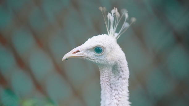 istock Closeup image of a female peacocks face 1436327418