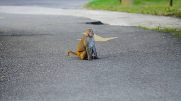 istock sad monkey is sitting on the road with his eyes closed 1436327884