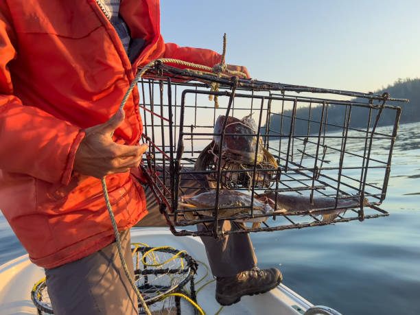 istock Asian Man Examining Caught Crab and Sole in Crab Trap 1436329313