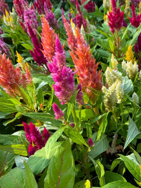 Stock photo showing close-up, elevated view of potted multi coloured Cockscomb (Celosia). Gardening and exterior design concept.