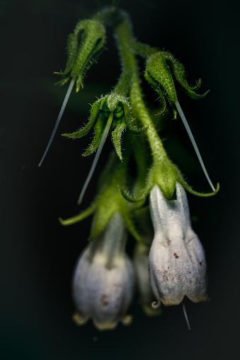 Little flower and pistil close-up