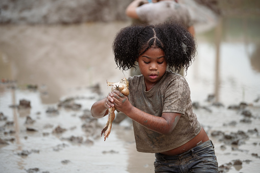 African-American child girl catching big frog in the large wet mud puddle on summer day.