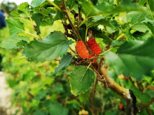 istock Fresh mulberry on tree - Berry fruit in nature, mulberry twig 1436332942