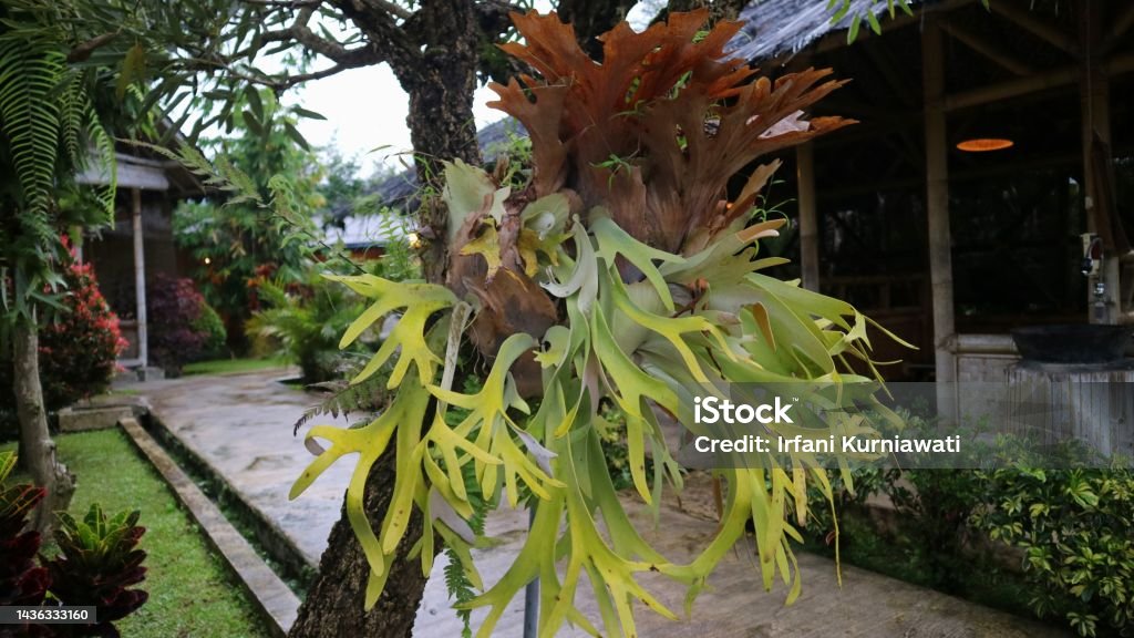 Giant Staghorn ferns or Paku tanduk rusa hanging beautifully on the tree at the garden under the sunlight. Platycerium. Beauty In Nature Stock Photo