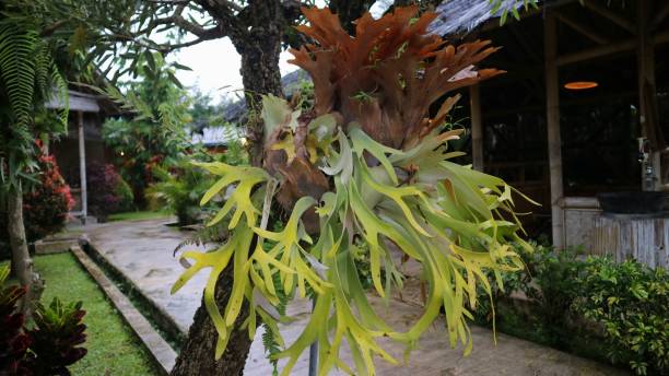 Giant Staghorn ferns or Paku tanduk rusa hanging beautifully on the tree at the garden under the sunlight. Platycerium. Giant Staghorn ferns or Paku tanduk rusa hanging beautifully on the tree at the garden under the sunlight. Platycerium. polypodiaceae stock pictures, royalty-free photos & images