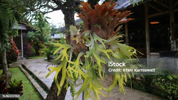 Giant Staghorn Ferns Or Paku Tanduk Rusa Hanging Beautifully On The Tree At The Garden Under The Sunlight Platycerium Stock Photo - Download Image Now