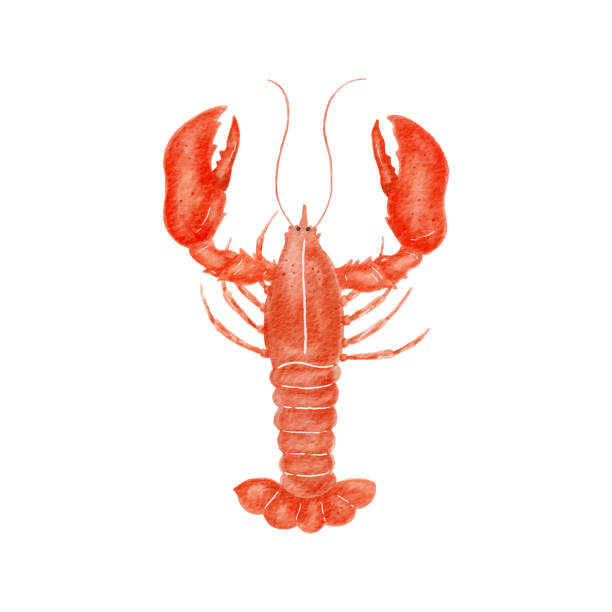 ilustraciones, imágenes clip art, dibujos animados e iconos de stock de langosta - lobster