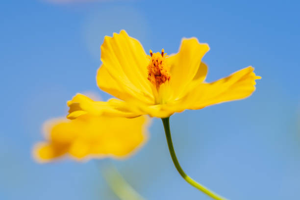 istock Canola field at mountain, September 2022 1436334941