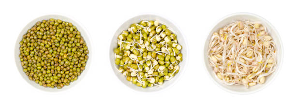 istock Mung beans, dried, sprouted, and mung bean sprouts, in white bowls 1436336845