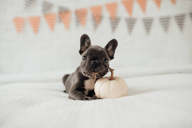 divertente adorabile cucciolo di bulldog francese blu carino con zucca bianca alle vacanze di halloween - pumpkin small orange holiday foto e immagini stock