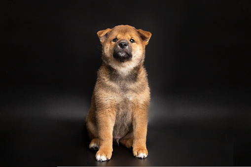 Cute portrait of Red-haired Japanese smiling cute puppy Shiba Inu Dog sitting on isolated black background, front view. Happy pet