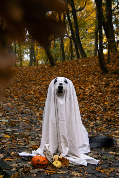 istock Dog in a ghost costume. Halloween concept 1436338994