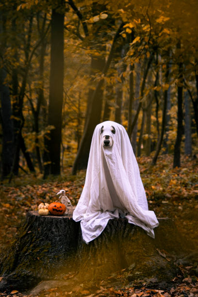 istock Dog in a ghost costume. Halloween concept 1436339076