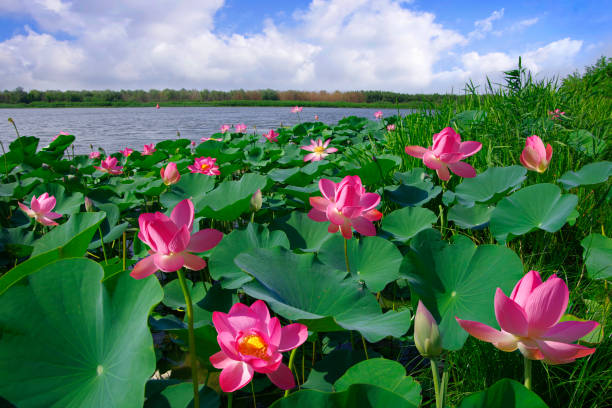 fiore di loto - lotus water lily lily water foto e immagini stock