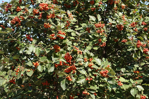 Reddish orange not fully ripe fruits in the leafage of Sorbus aria in September