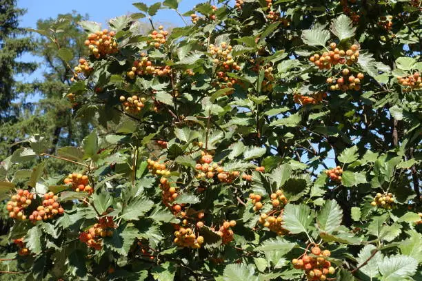 Yellowish orange unripe fruits of Sorbus aria in September