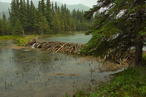 Beaver dam at Horseshoe Lake in Denali National Park and Preserve,Alaska,United States,North America